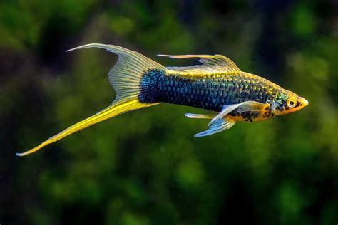 swordtail fish|Swordtail .